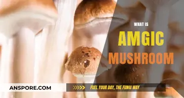 The Magical World of Psychedelic Mushrooms