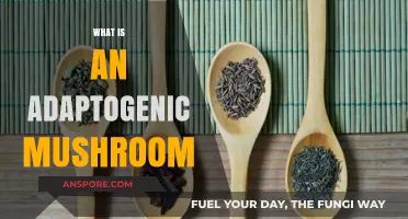Mushroom Magic: Unlocking Adaptogenic Power
