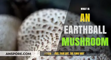 The Earthball Mushroom: A Unique Forest Wonder