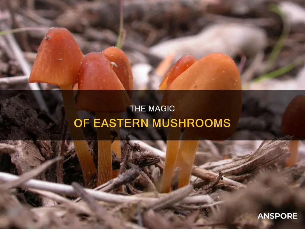 what is an eastern mushroom