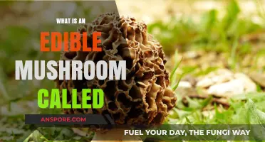 Exploring Edible Mushrooms: Names, Types, and Safe Consumption Guide