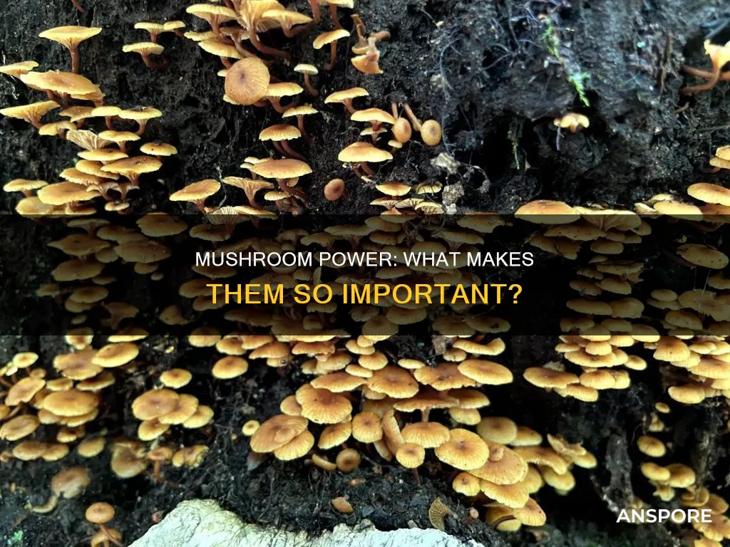 what is an impt mushroom