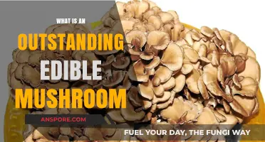 Discover the Exceptional: Outstanding Edible Mushrooms for Culinary Adventures
