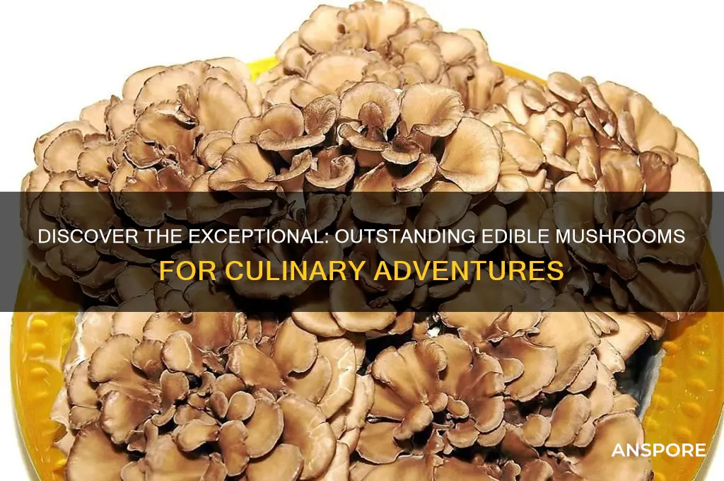 what is an outstanding edible mushroom