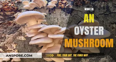 The Oyster Mushroom: A Tasty, Healthy Treat