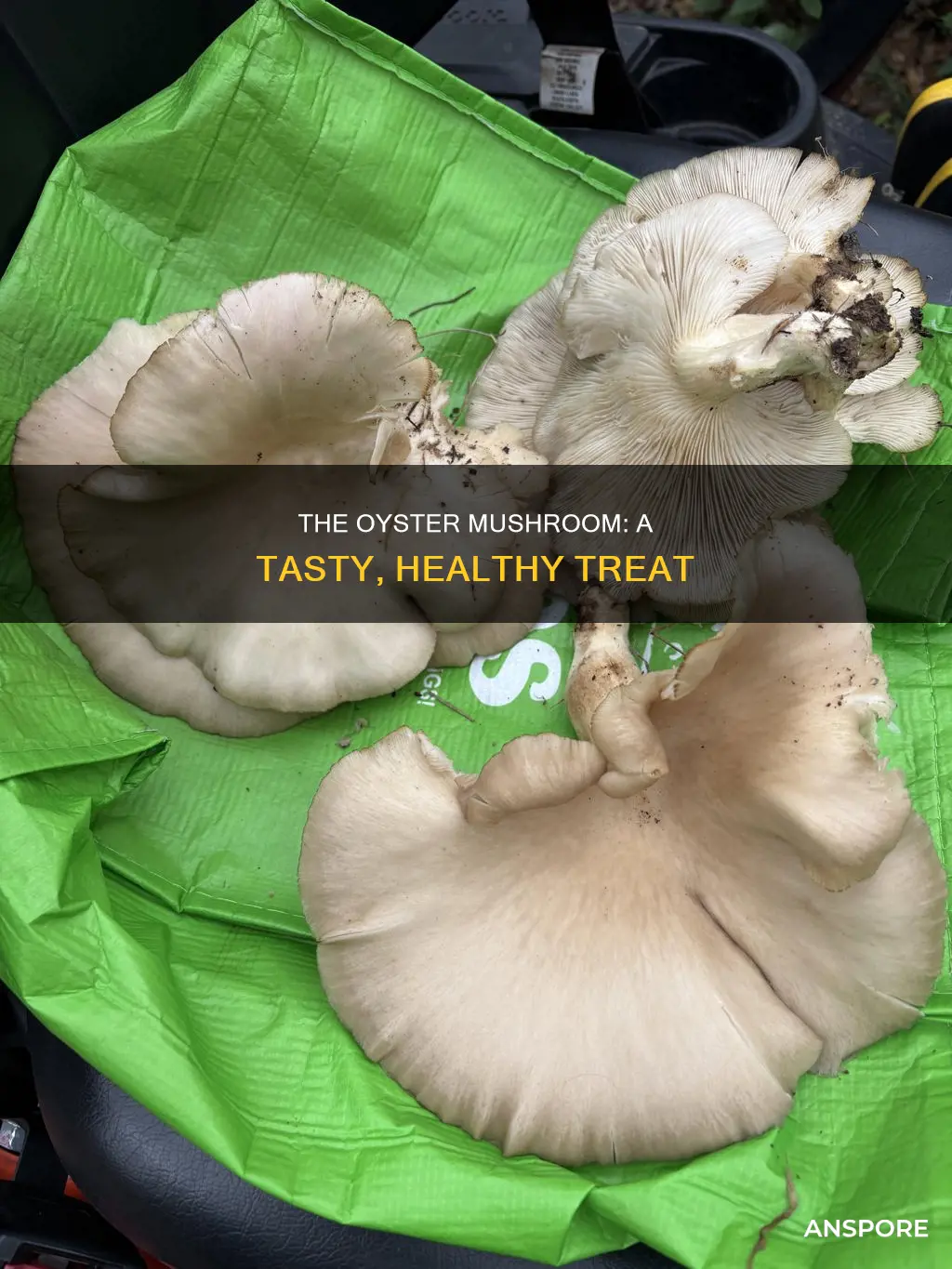 what is an oyster mushroom