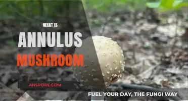 Mushroom Annulus: What Is It?