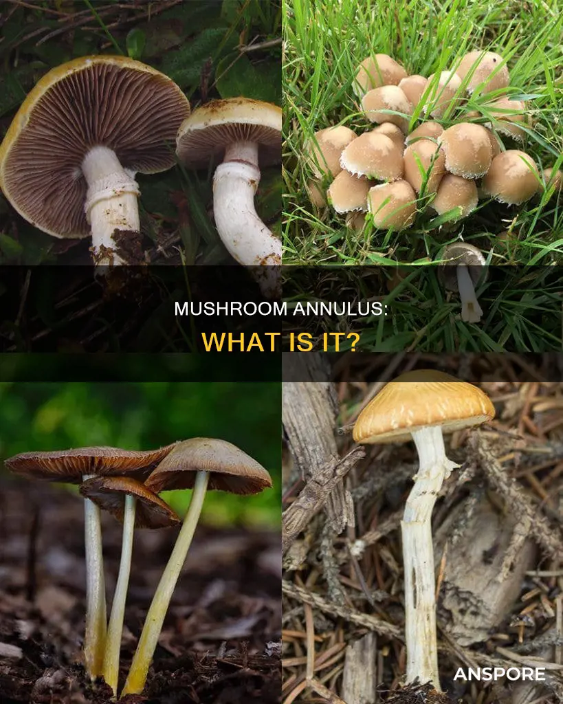 what is annulus mushroom