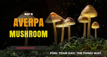 Averpa Mushrooms: Benefits and Uses
