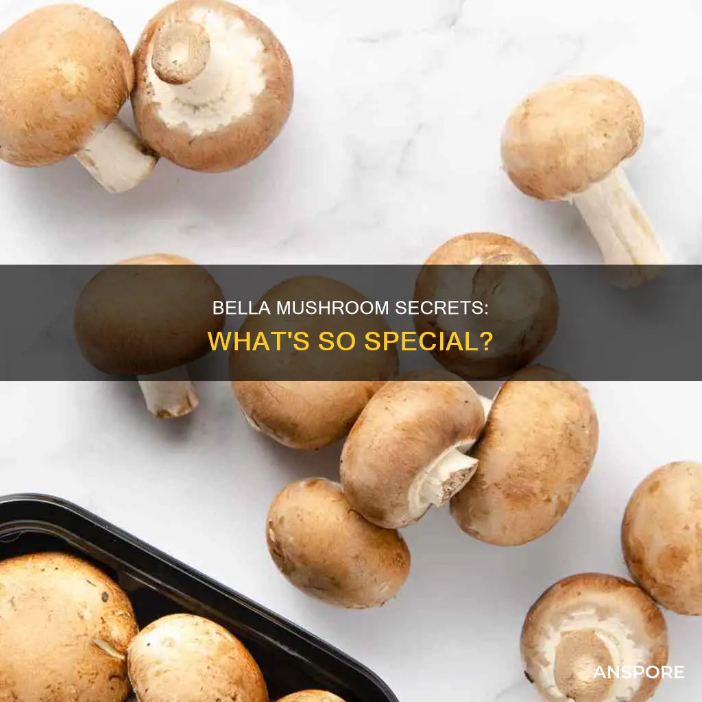 what is baby bella mushroom