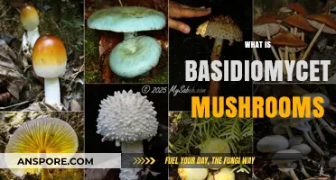Basidiomycete Mushrooms: Nature's Decomposers
