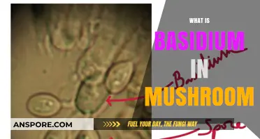 Basidium in Mushrooms: Nature's Microscopic Factory