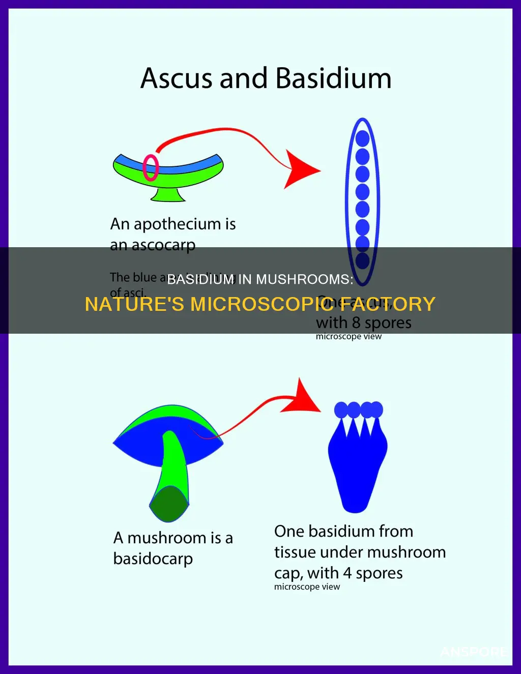 what is basidium in mushroom