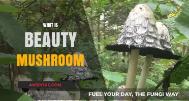 Unlocking Beauty Secrets with Mushrooms