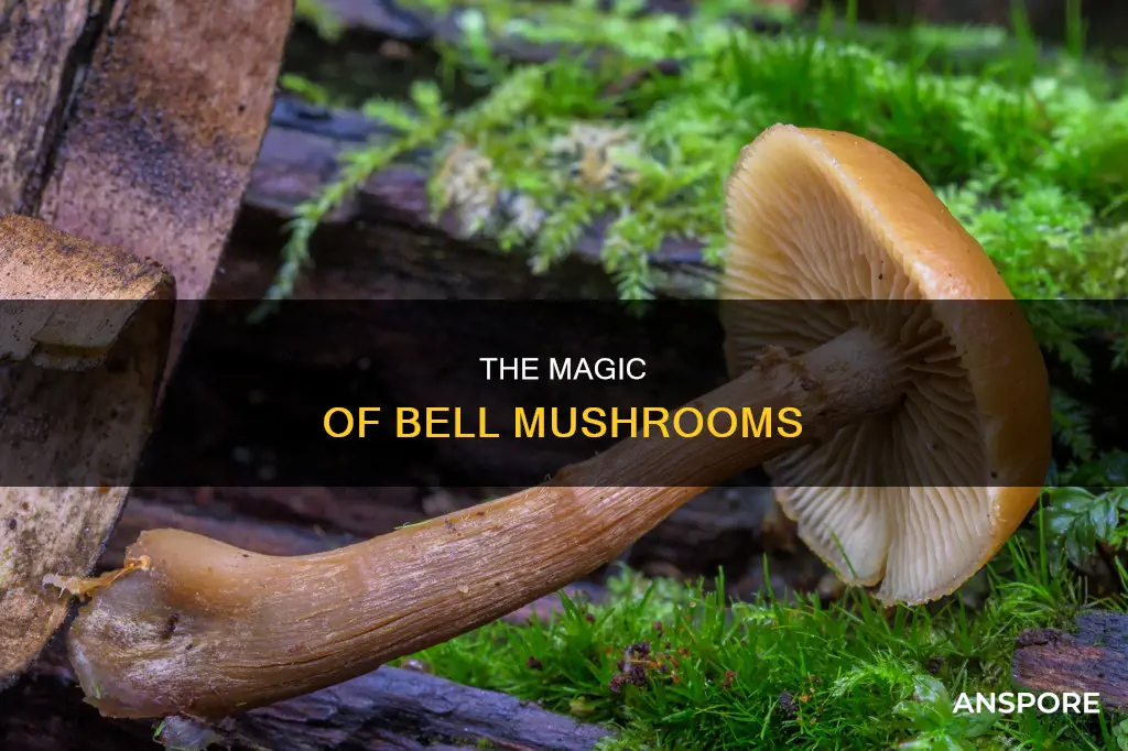 what is bell mushroom