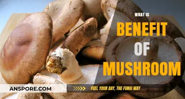 Mushroom Superpowers: Health Benefits Revealed