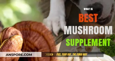 Mushroom Supplements: The Ultimate Guide to Buying