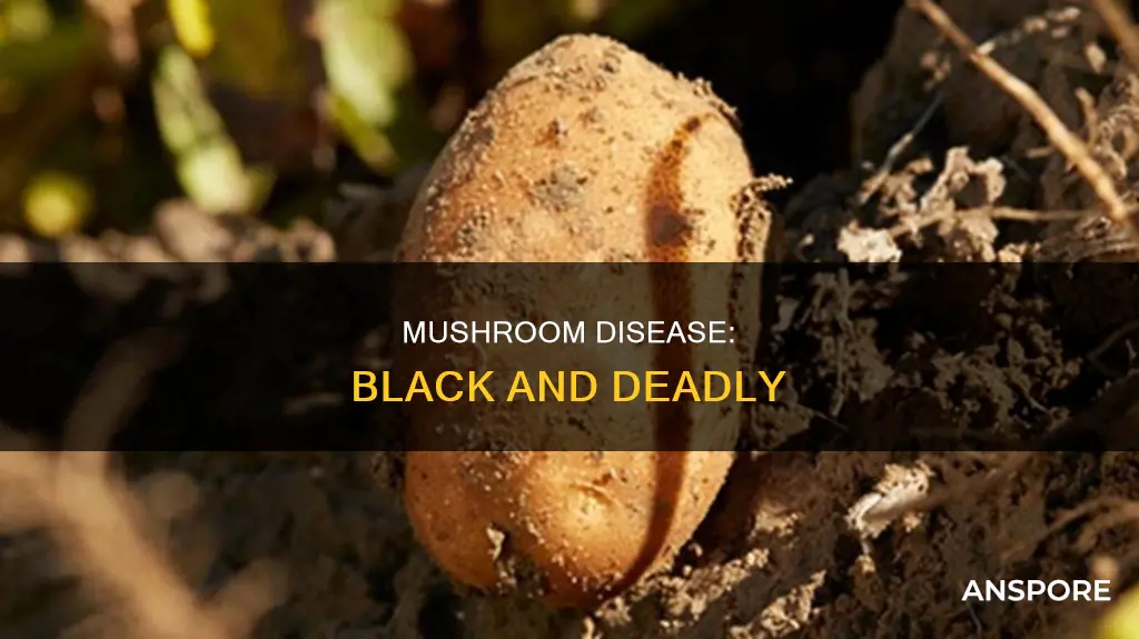 what is black mushroom disease