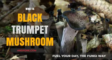 Black Trumpet Mushrooms: A Forager's Delight