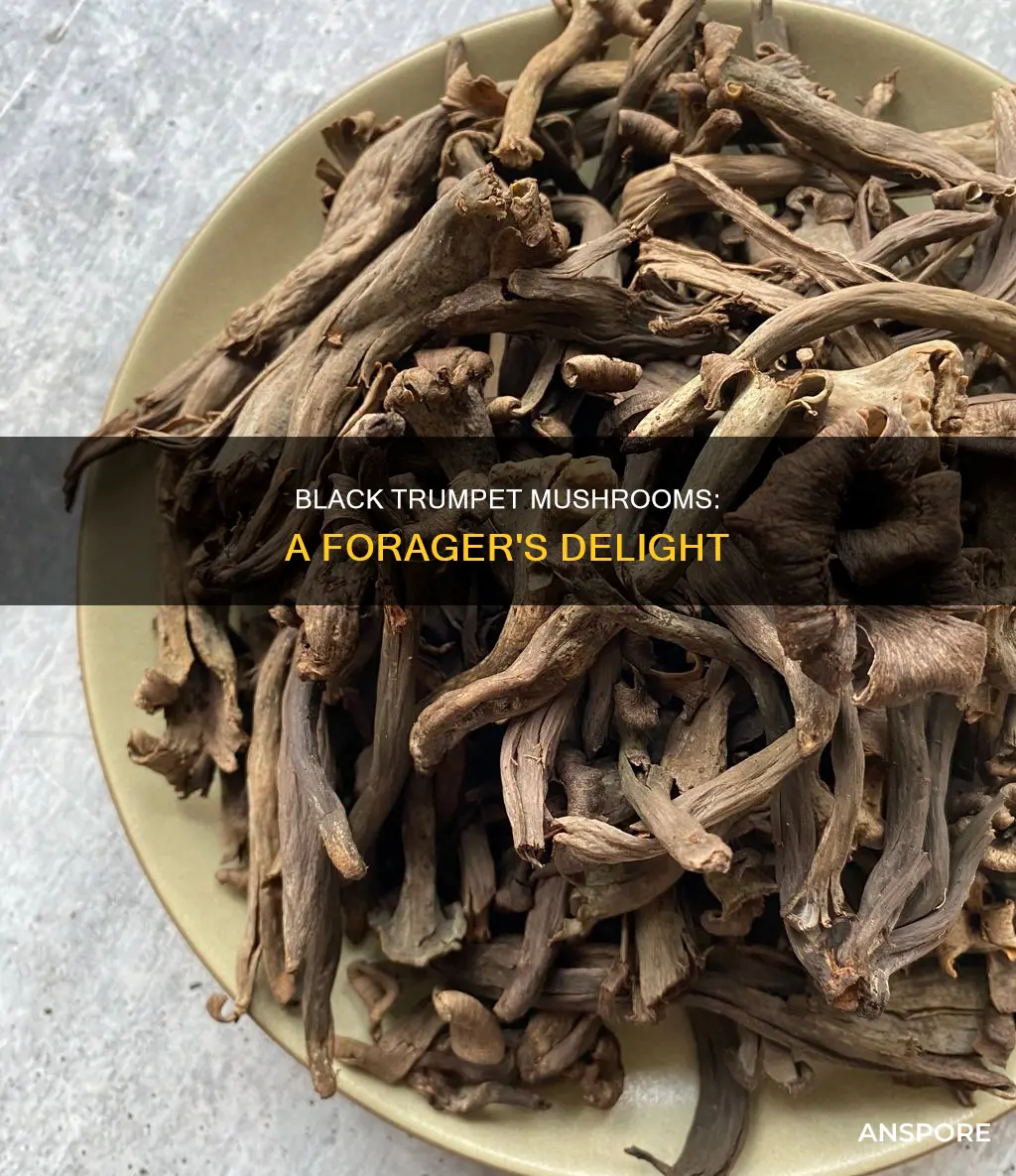 what is black trumpet mushroom