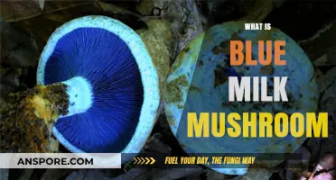 Blue Milk Mushrooms: Nature's Magical Treat