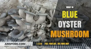 Blue Oyster Mushrooms: What Are They?