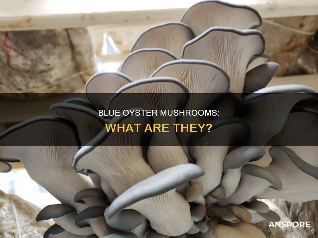 what is blue oyster mushroom
