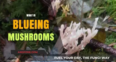 Blueing Mushrooms: What's the Deal?