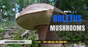 The Magic of Boletus Mushrooms