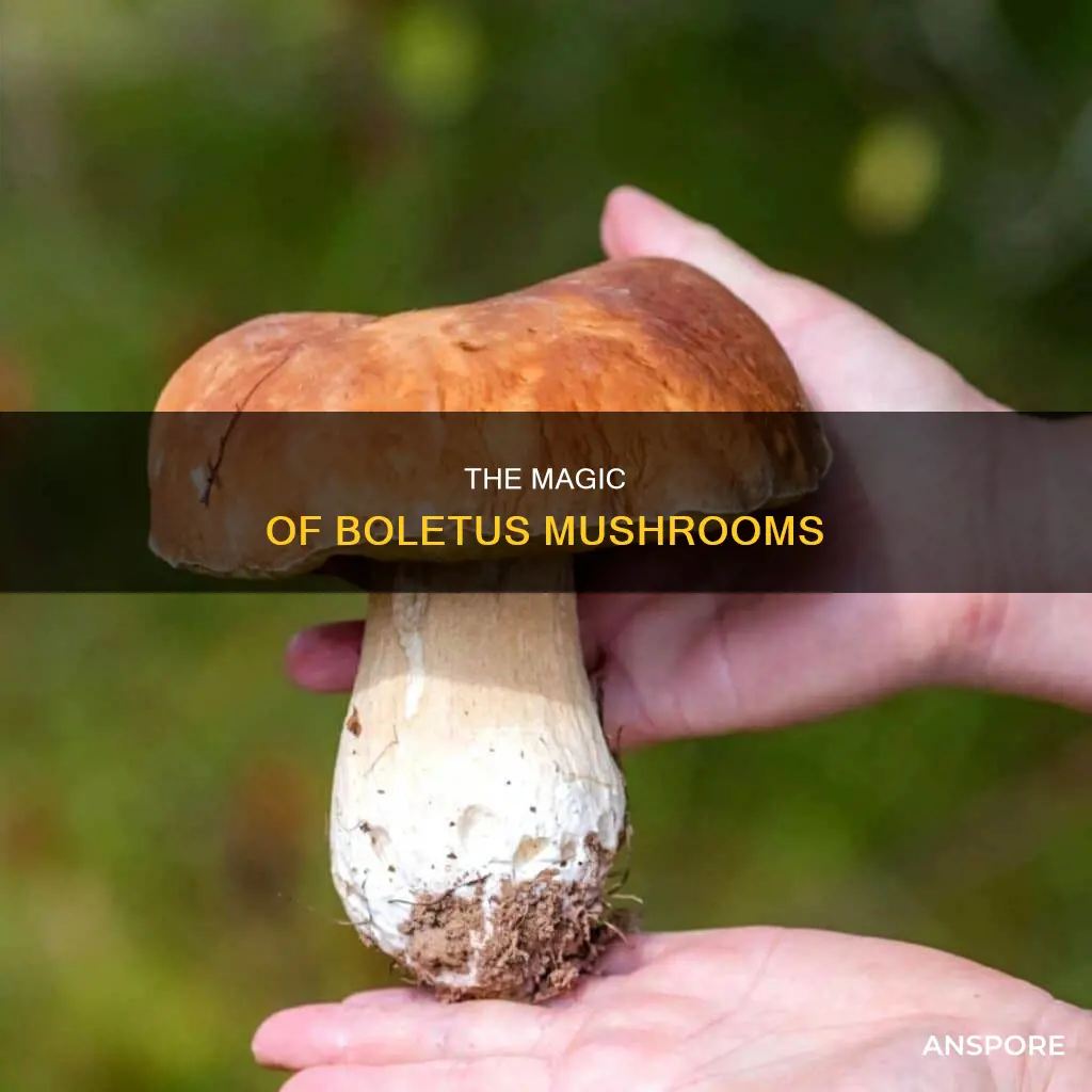 what is boletus mushrooms
