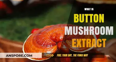 Mushroom Magic: Extract Benefits Explained