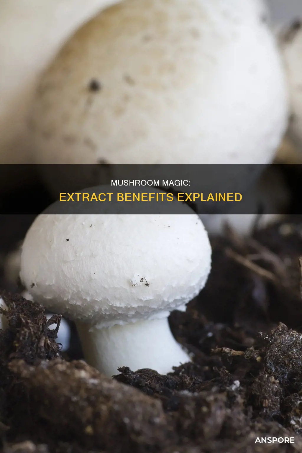 what is button mushroom extract