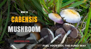 The Ultimate Guide to Cabensis Mushrooms