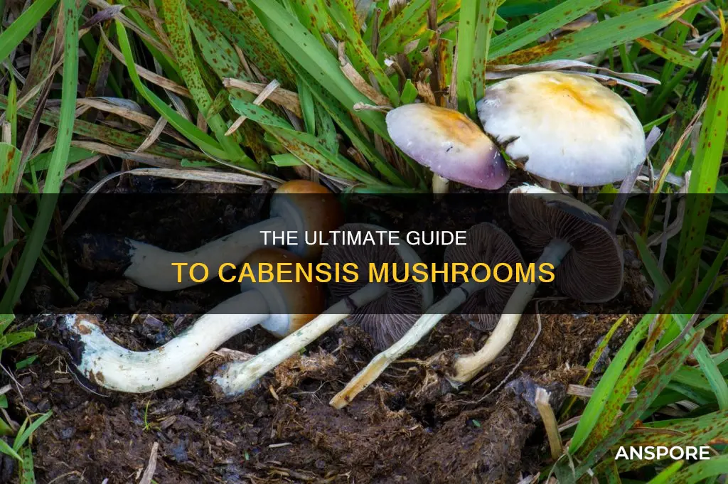what is cabensis mushroom