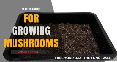 Understanding Mushroom Casing: Essential Techniques for Optimal Fungal Growth