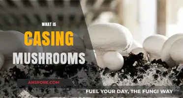 The Ultimate Guide to Casing Mushrooms
