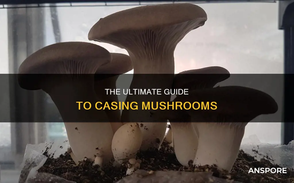 what is casing mushrooms