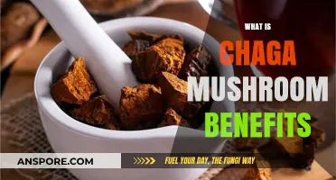 Chaga Mushrooms: Nature's Superfood with Healing Powers