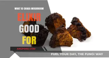 Chaga Mushroom Elixir Benefits: Boosting Immunity, Energy, and Overall Health
