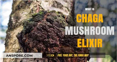 Chaga Mushroom Elixir: Ancient Tonic, Modern Benefits