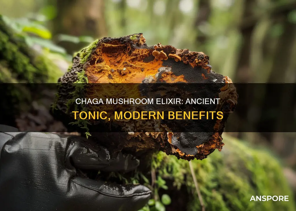 what is chaga mushroom elixir