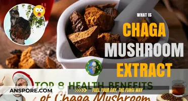 Chaga Mushroom Extract: Nature's Superfood