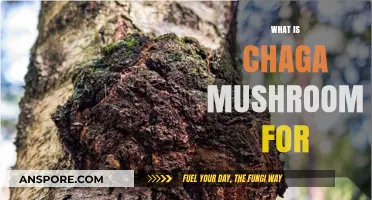 Chaga Mushroom Benefits: Superfood Explained
