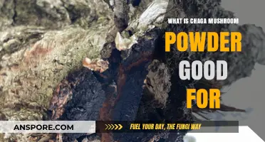 Chaga Mushroom Powder Benefits: Boosting Immunity, Energy, and Overall Health