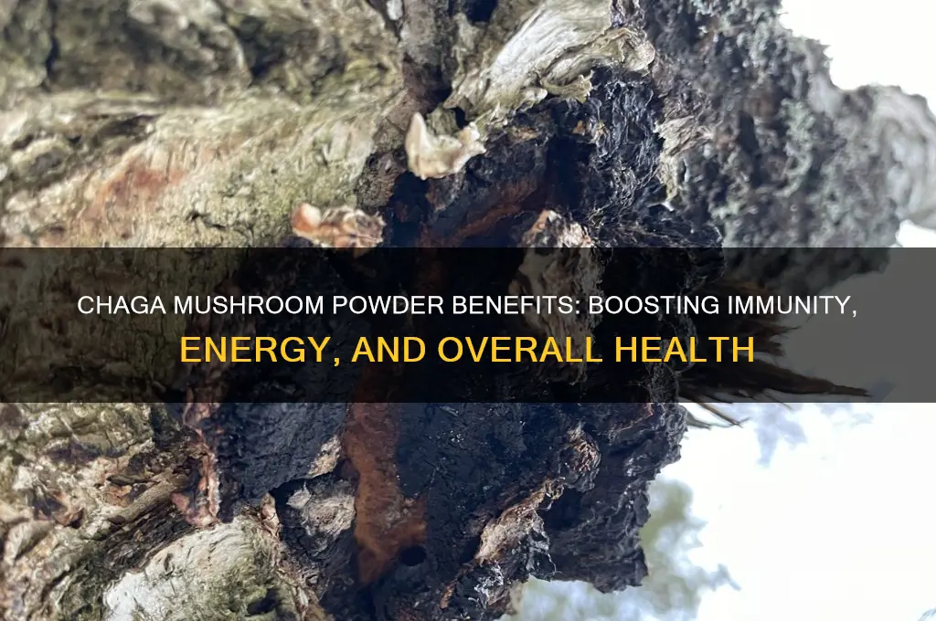 what is chaga mushroom powder good for