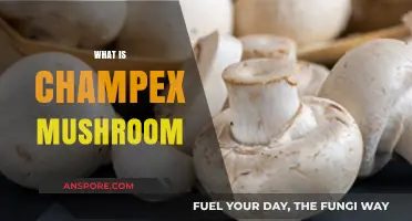 Champex Mushrooms: A Tasty Swiss Treat