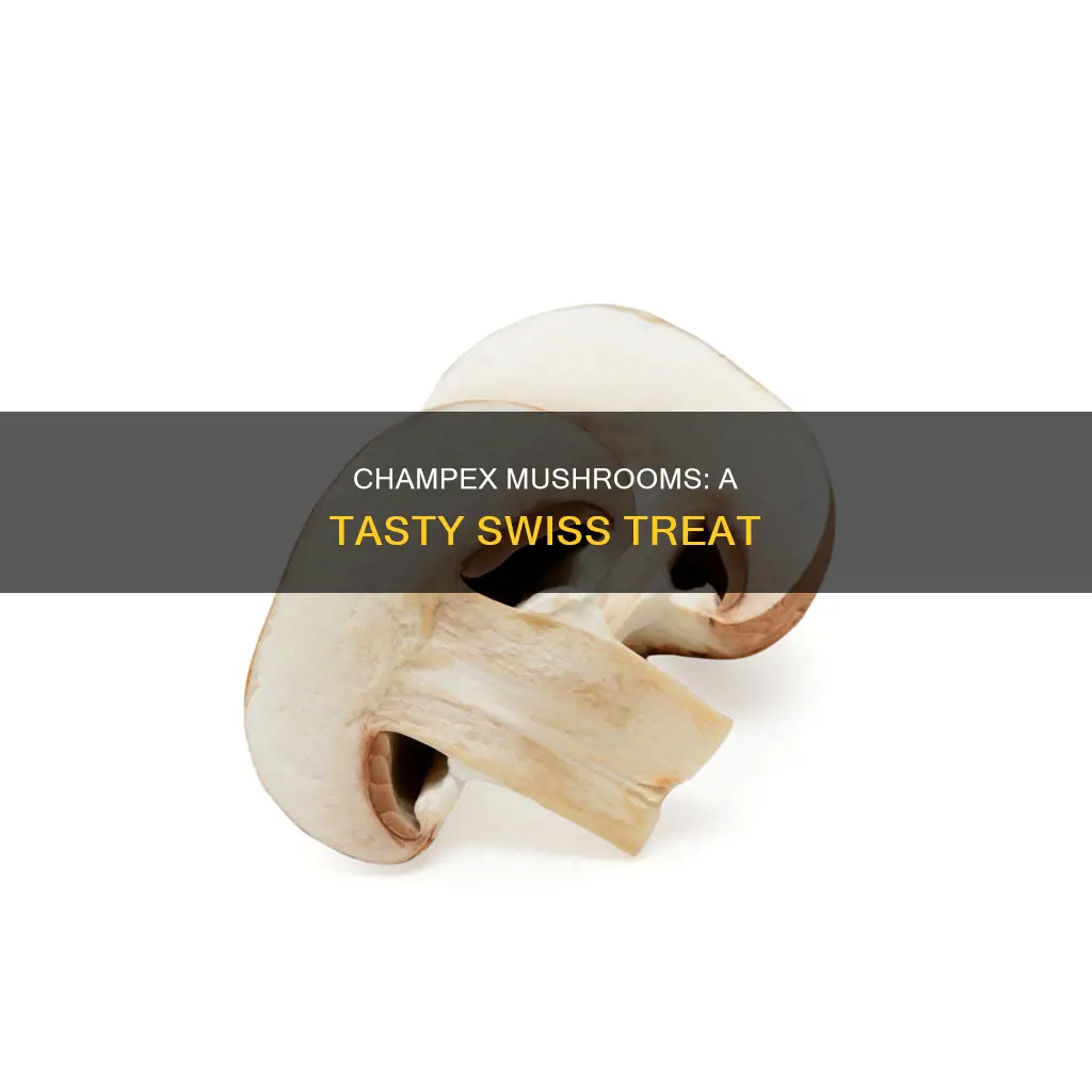 what is champex mushroom