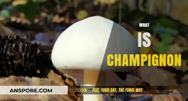 The Magic of Champignon Mushrooms