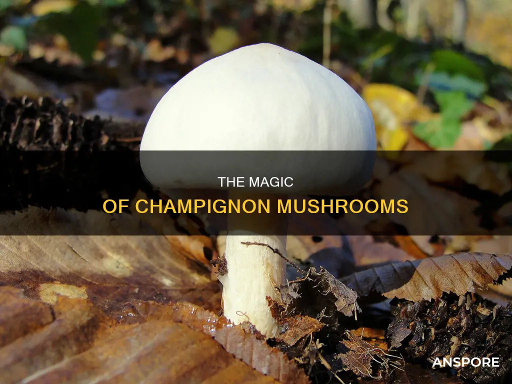 what is champignon