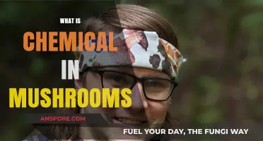 Mushrooms' Magical Chemistry: Unlocking Secrets